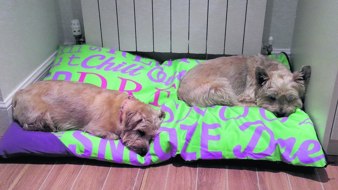 Trooper and Fergus try out the new bed. They live with Joyce, John and Emily Owen at Kemnay.