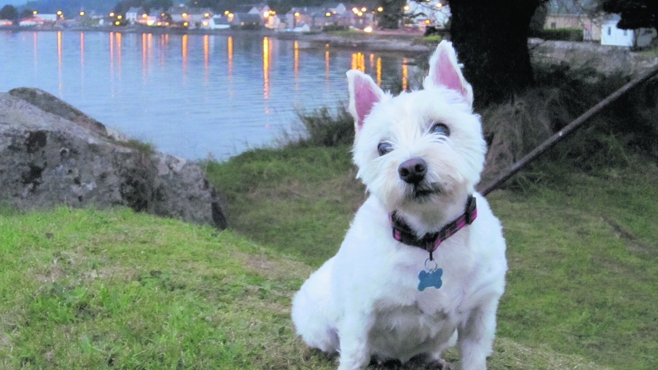 This is Isla. Isla lives with Emma-Jayne Tulloch in Balmedie, and is our winner this week.