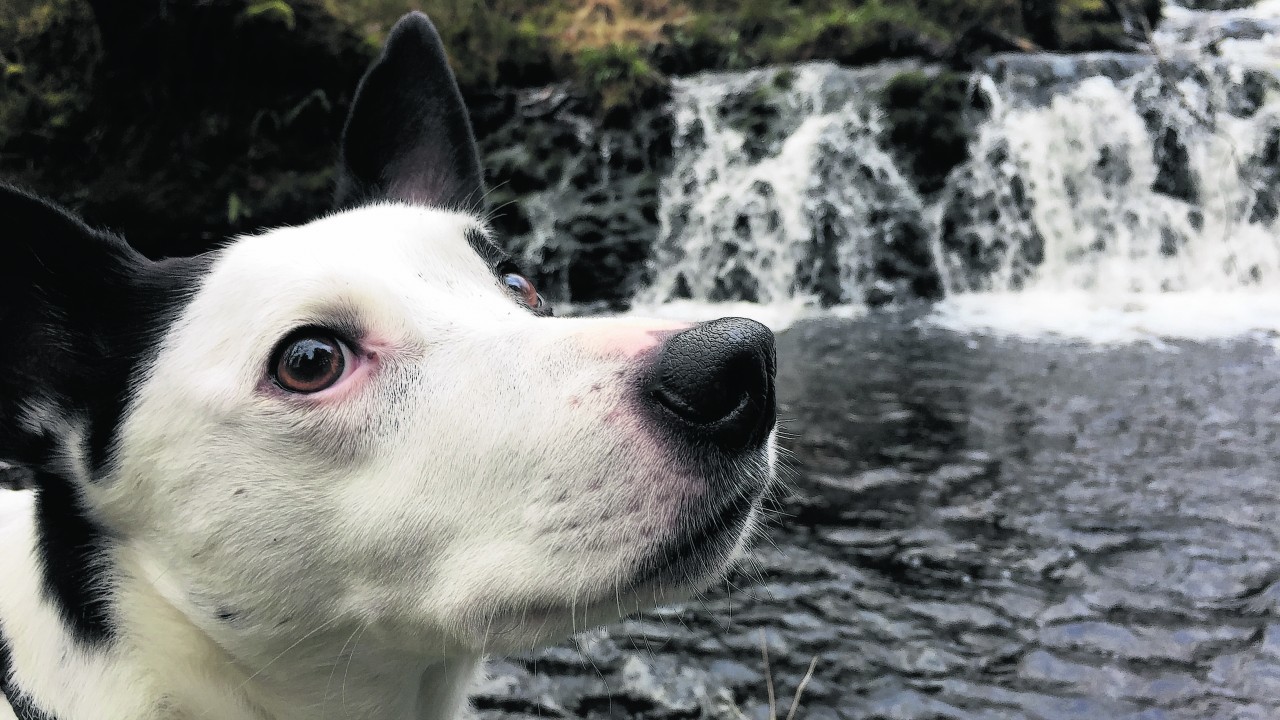 Here is Patch at Avich Falls, near Dalavich, Argyll. Patch lives with  Karen Heafey and Steven Elder at Ardrishaig, Argyll.