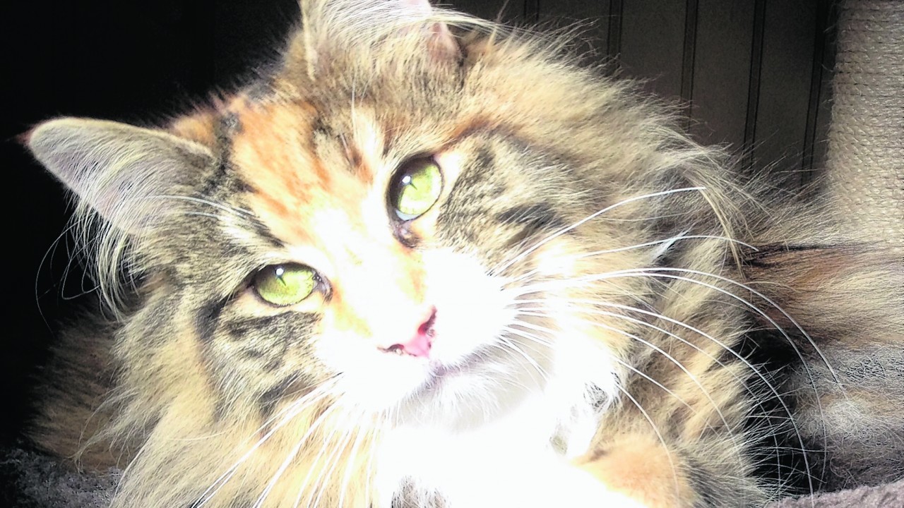 Pixie the two year old Norwegian Forest Cat 
lives with Robert and Debbie McRobert in
Rothienorman, Inverurie.