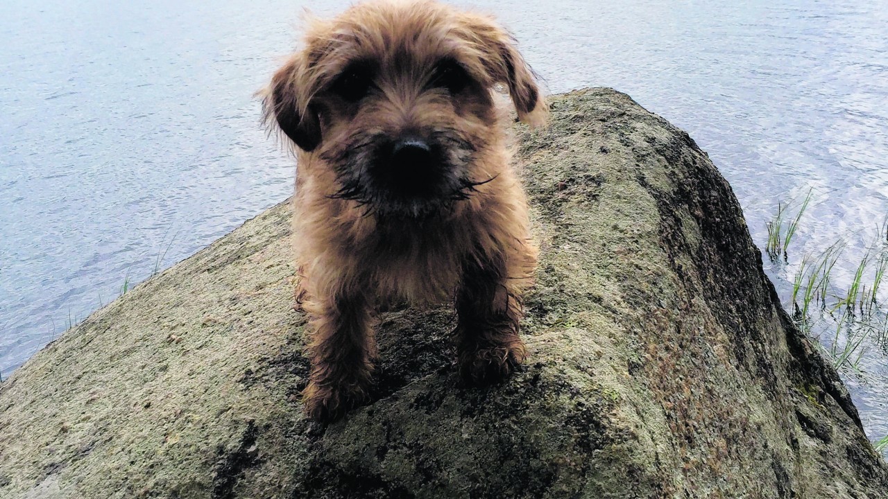 Here is Reggie the Norfolk Terrier mix at Loch Garten. He lives with Michelle Watson in Aberdeen.