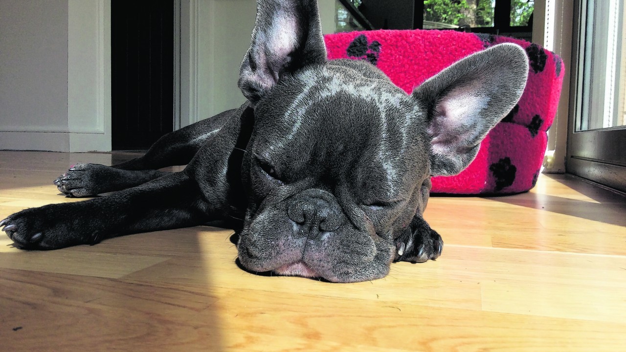 Teddy the French bulldog puppy dozing in the sun at his home in Blairgowrie with the Henderson family.