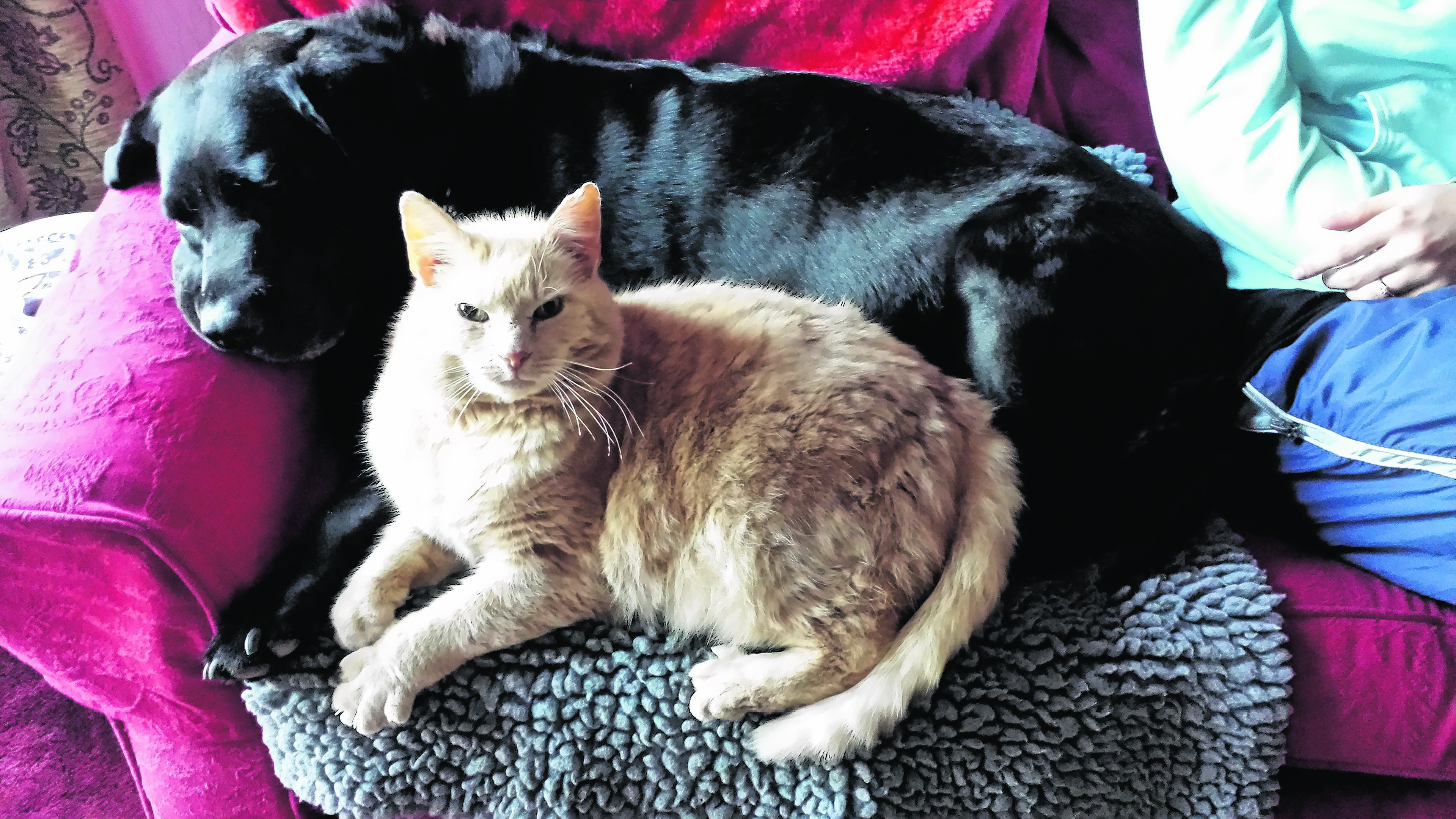 Black lab Tia and her friend ginger cat Toffee live with the Brown family in Huntly.