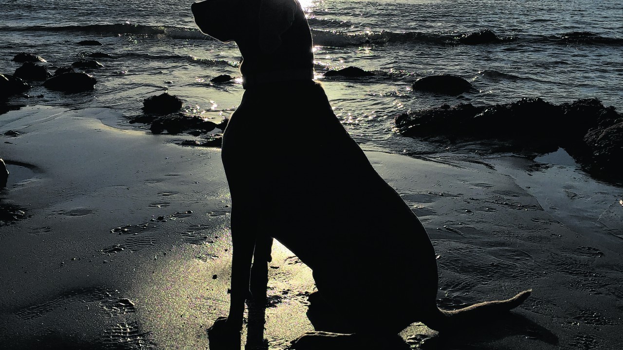 The picture is of weimaraner, Anya. She is 6 and a half years old. The picture was taken at Strathlene beach a few weeks ago. She lives with George Clark in Buckie.