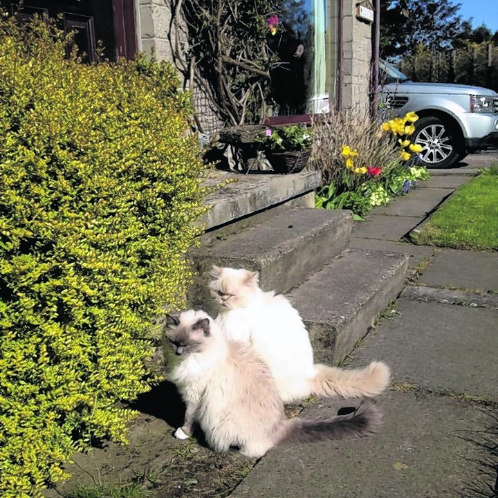 Cleo and Willow enjoying the sun. They live with Jackie and Brian Corsie in Milton of Potterton, Aberdeenshire.