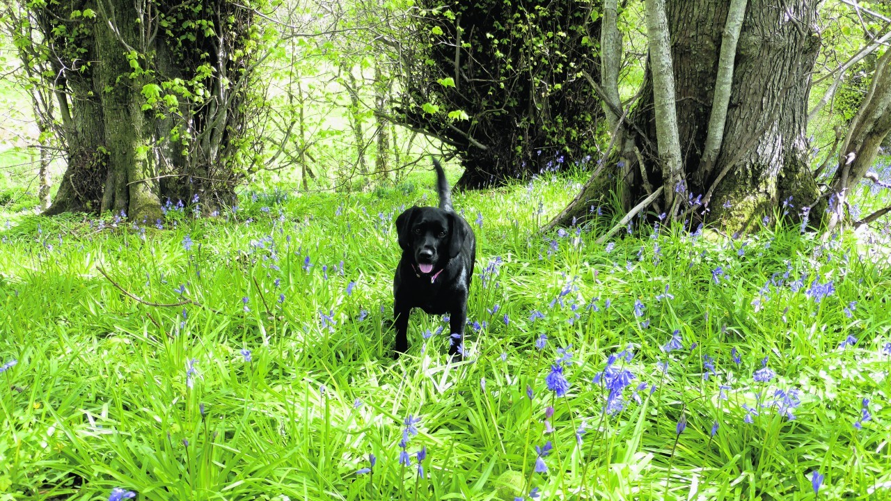 This is Emmy among the bluebells in Fetternear woods. She lives with Geordie and Sylvia Wood in Kemnay.