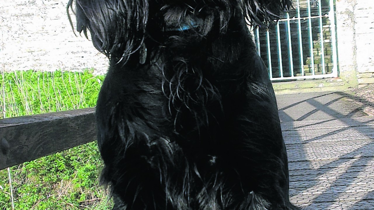This is 17 month old Jett. Jett lives with Katrina Cormack in Thurso, Caithness.
