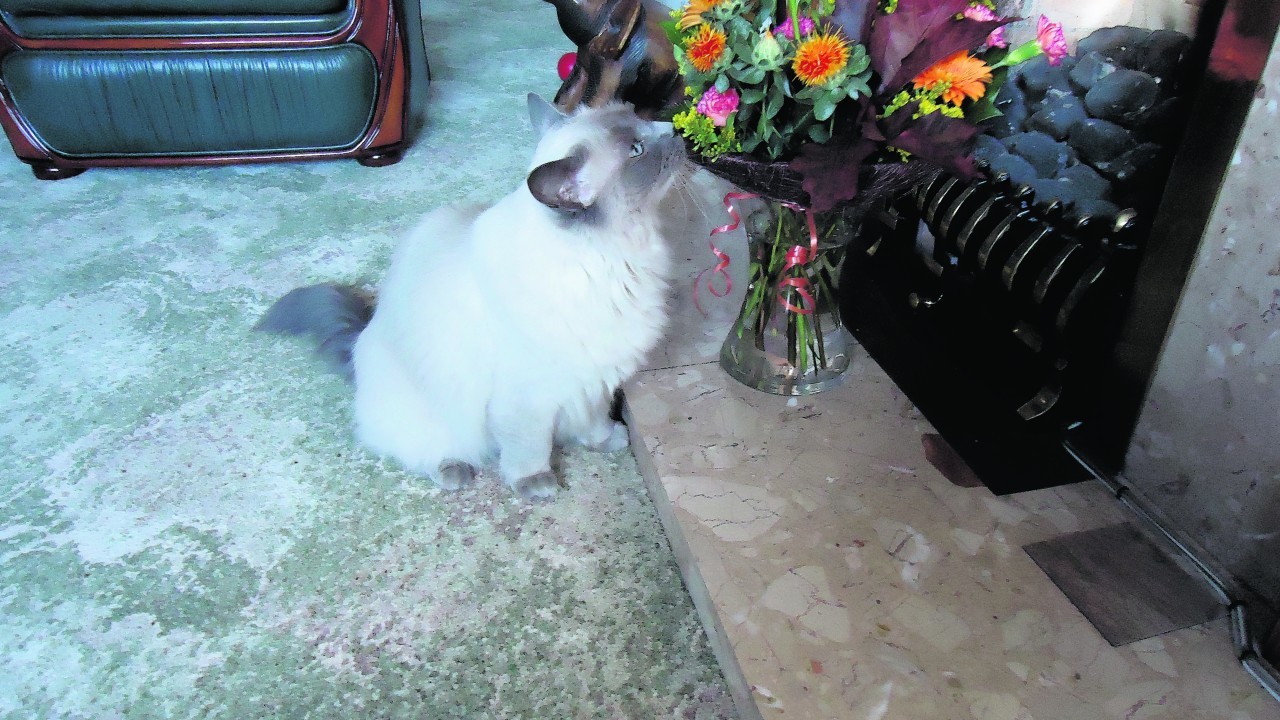 This is Panda Paws a ragdoll cat taking time to smell the flowers at her granny's house. She lives in Edinburgh with Gary Karen and Charlie Aitken.