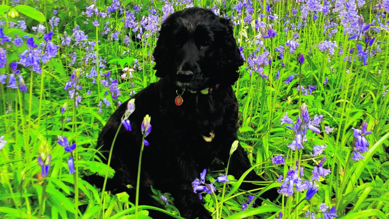 Ruby posing in the bluebells at Fetternear Estate, Kemnay. She lives with Heather and Peter Baker in Kemnay.