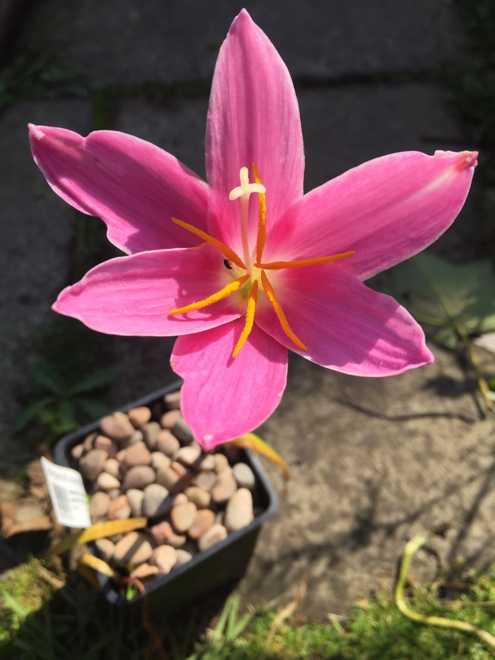 Zephyrathes grandiflora