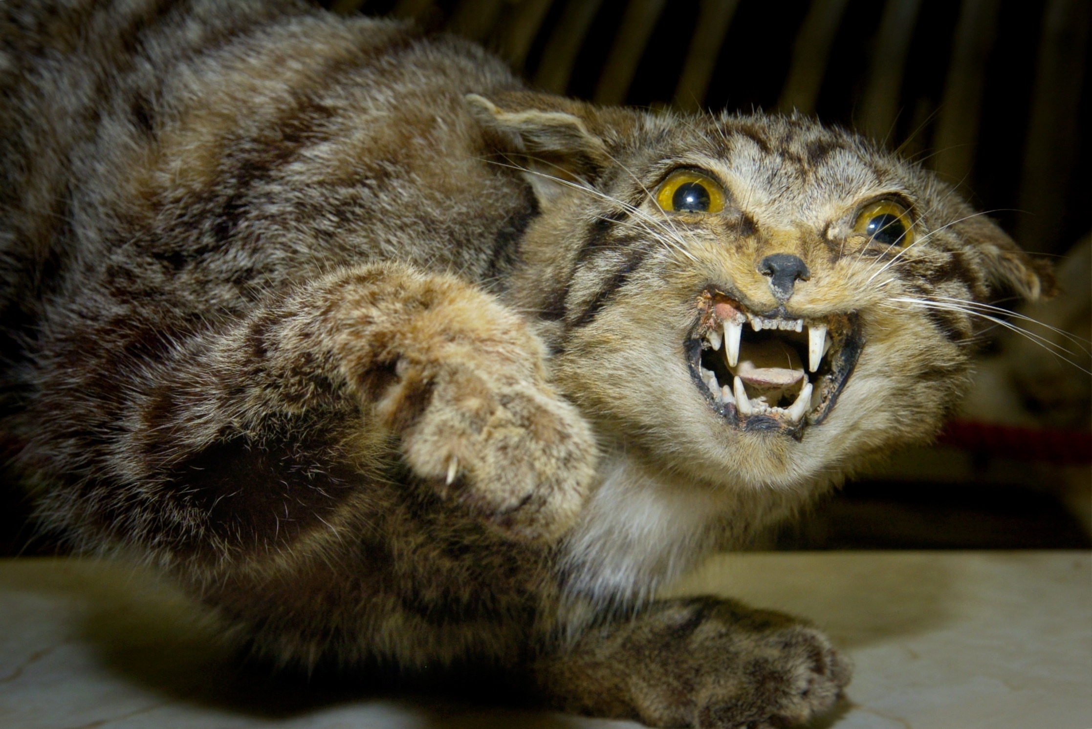 Taxidermy animals from the Aberdeen University Zoology Museum.