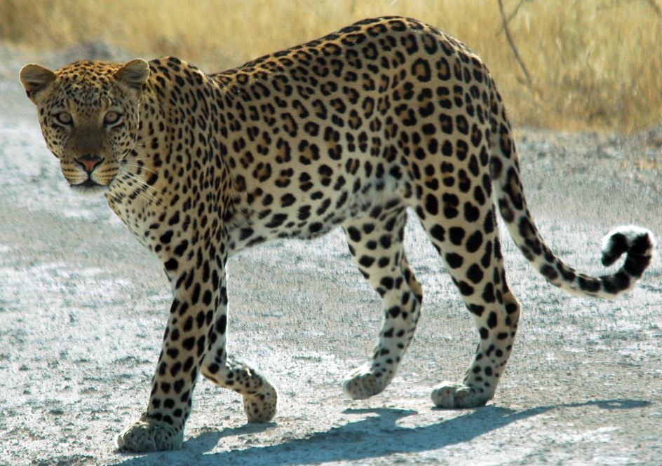 Parts of a leopard and "large bear" have been uncovered