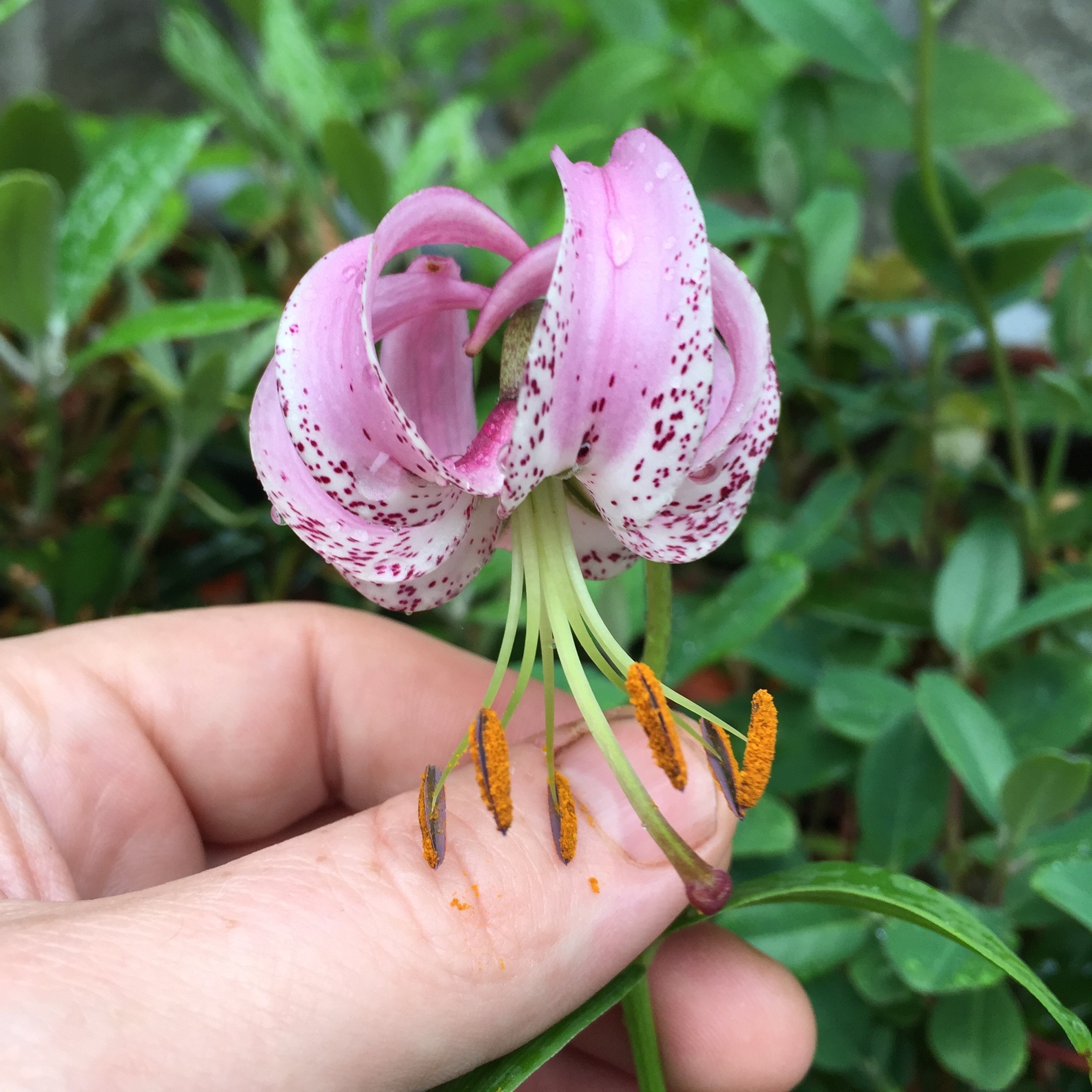 lilium langkongense