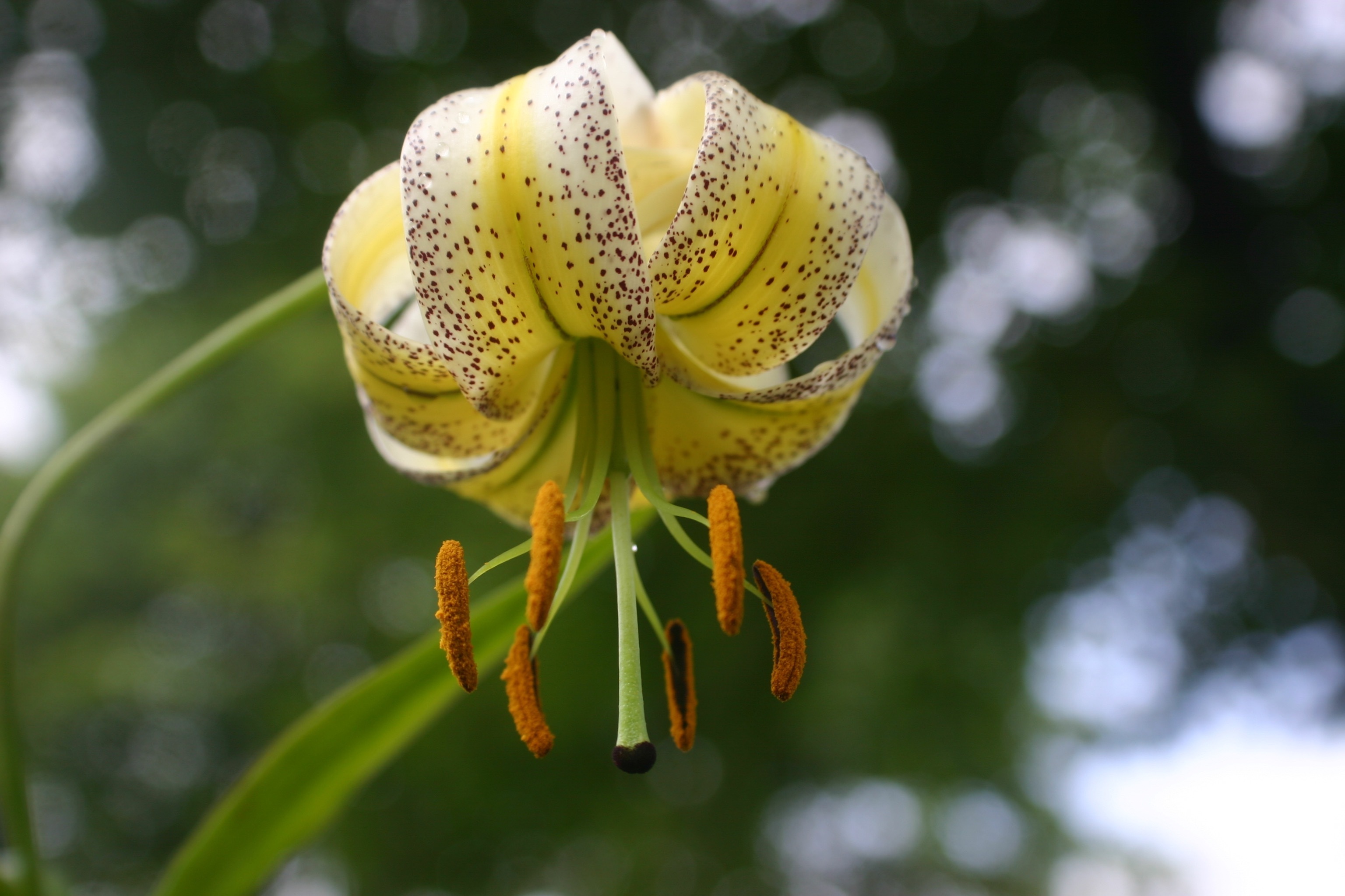 lilium taliense