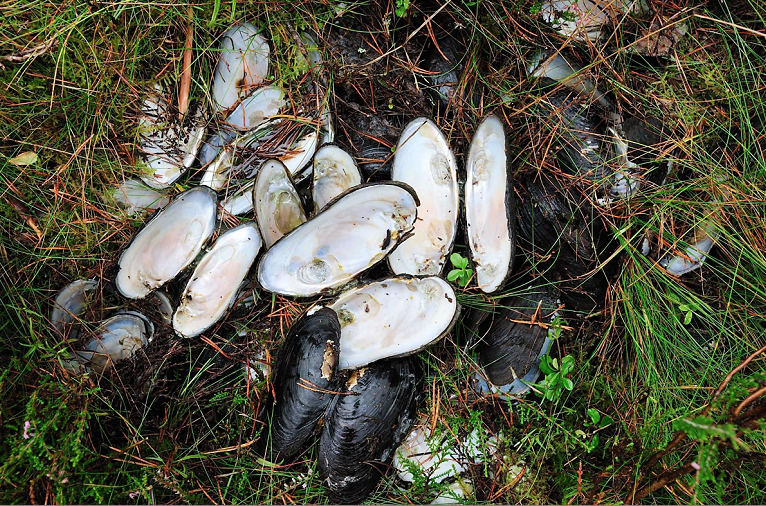 A number of endangered freshwater pearl mussels were removed from the River Spey