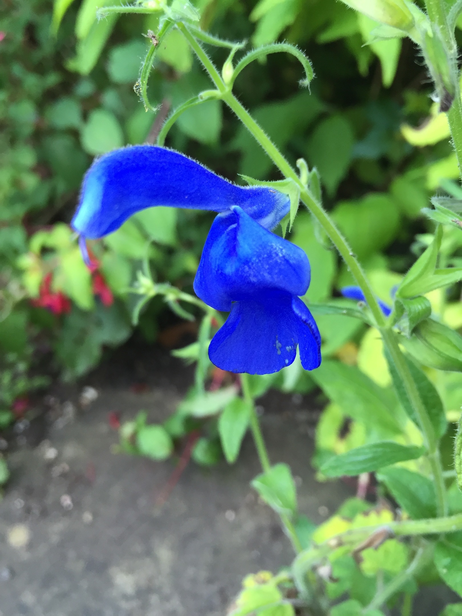 salvia patens