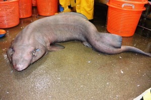 The false catshark found in Scottish waters off the coast of the remote island of St Kilda for the first time