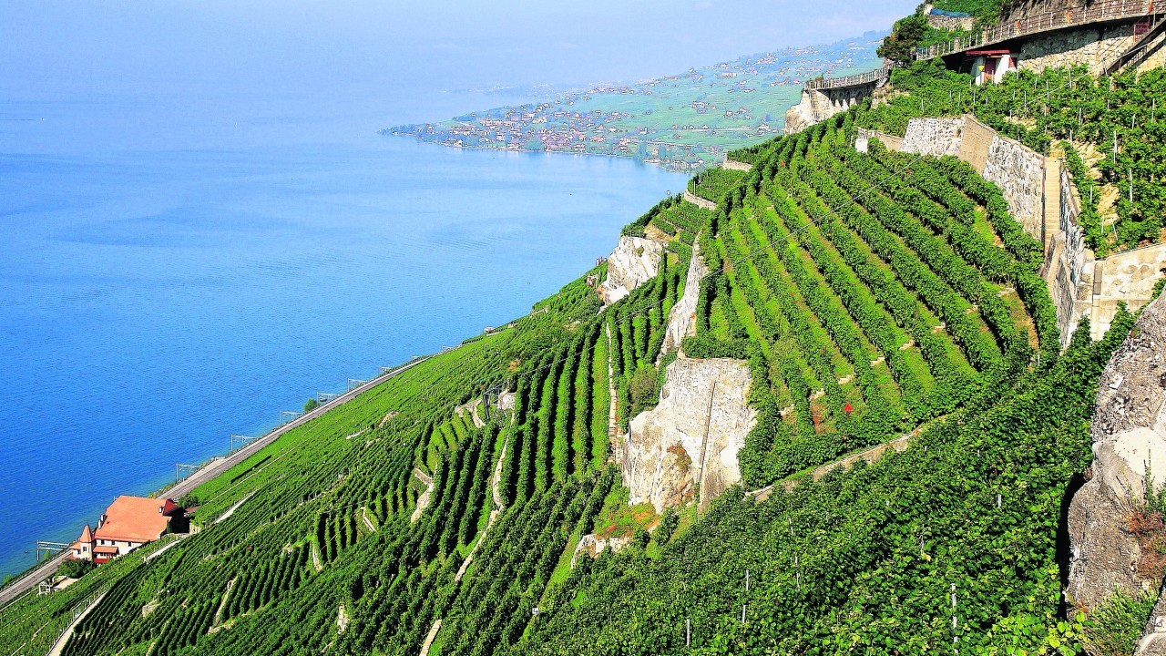 The terraced vineyards with a view of the lake