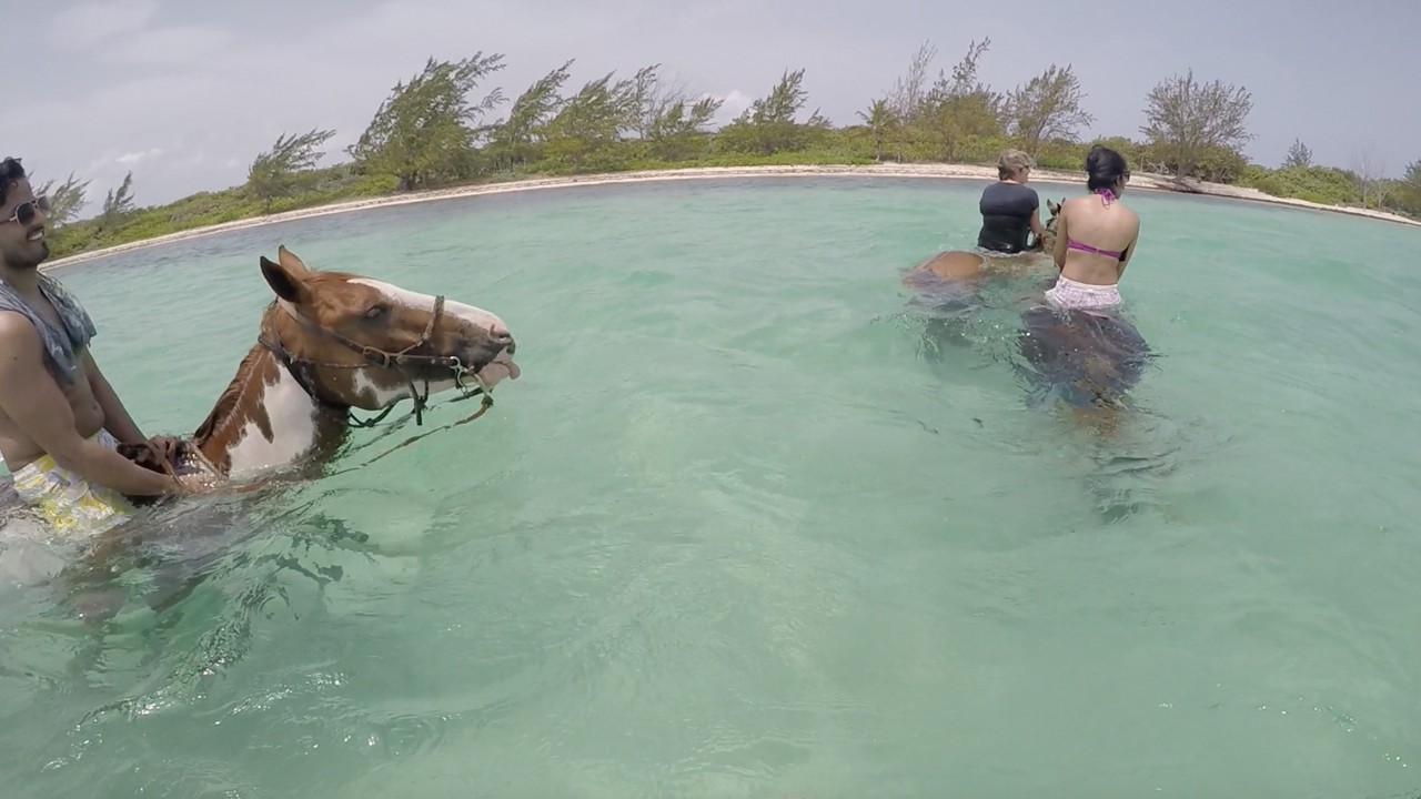 swimming with horses.