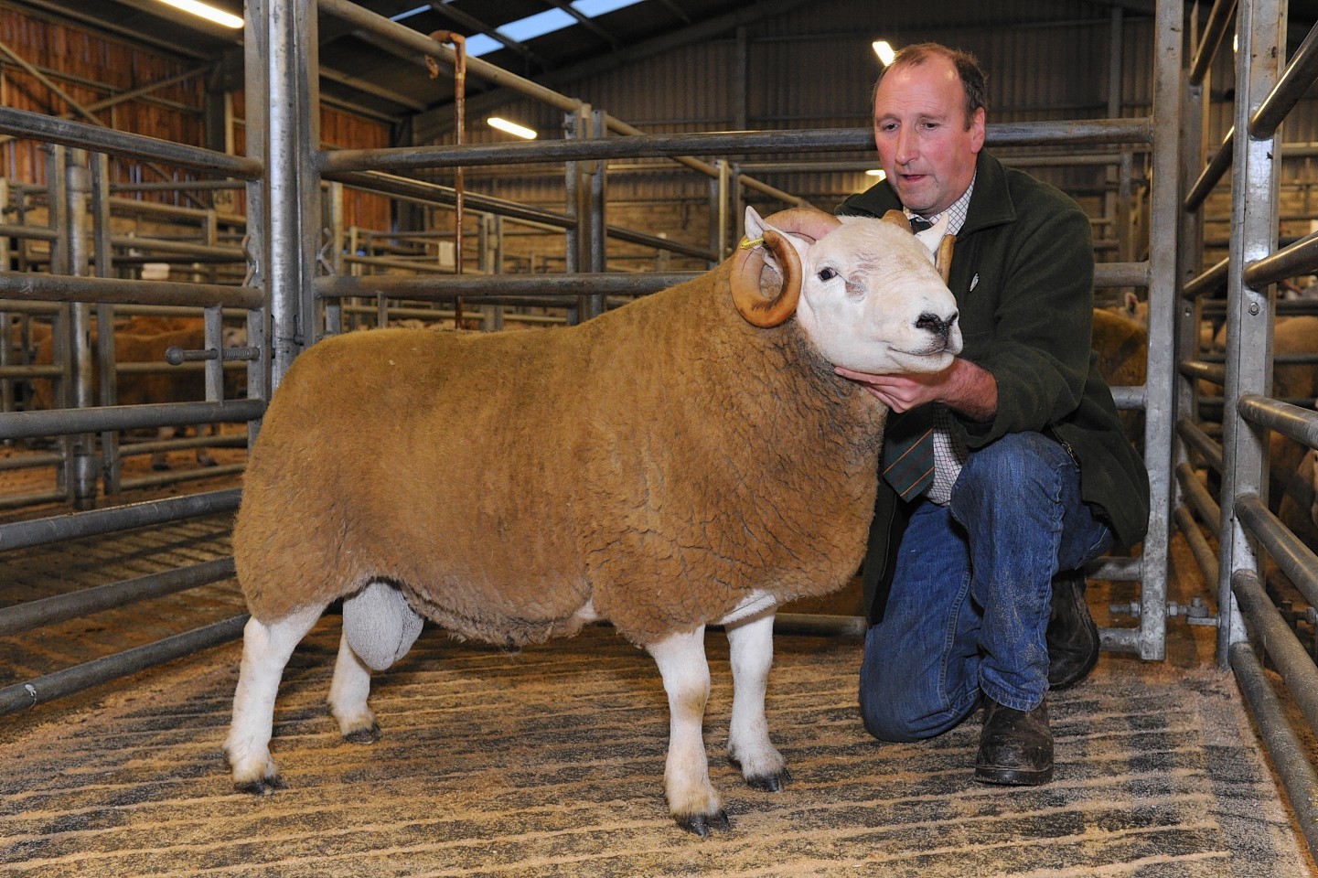 Dingwall Mart prepares for massive one-day Cheviot Hill ram sale