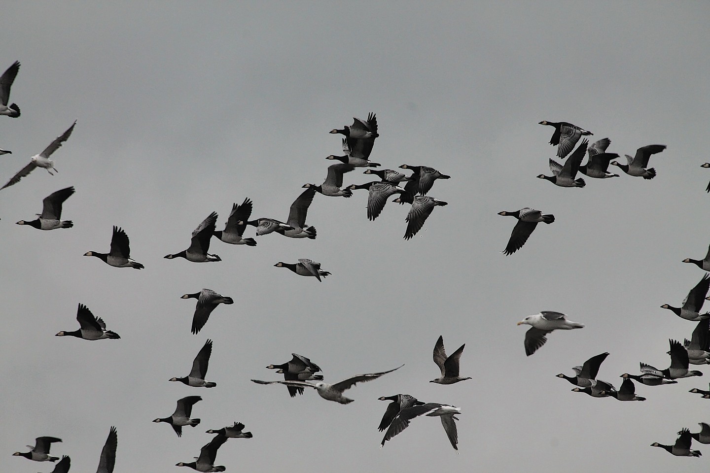 Barnacle Geese have arrived in record numbers