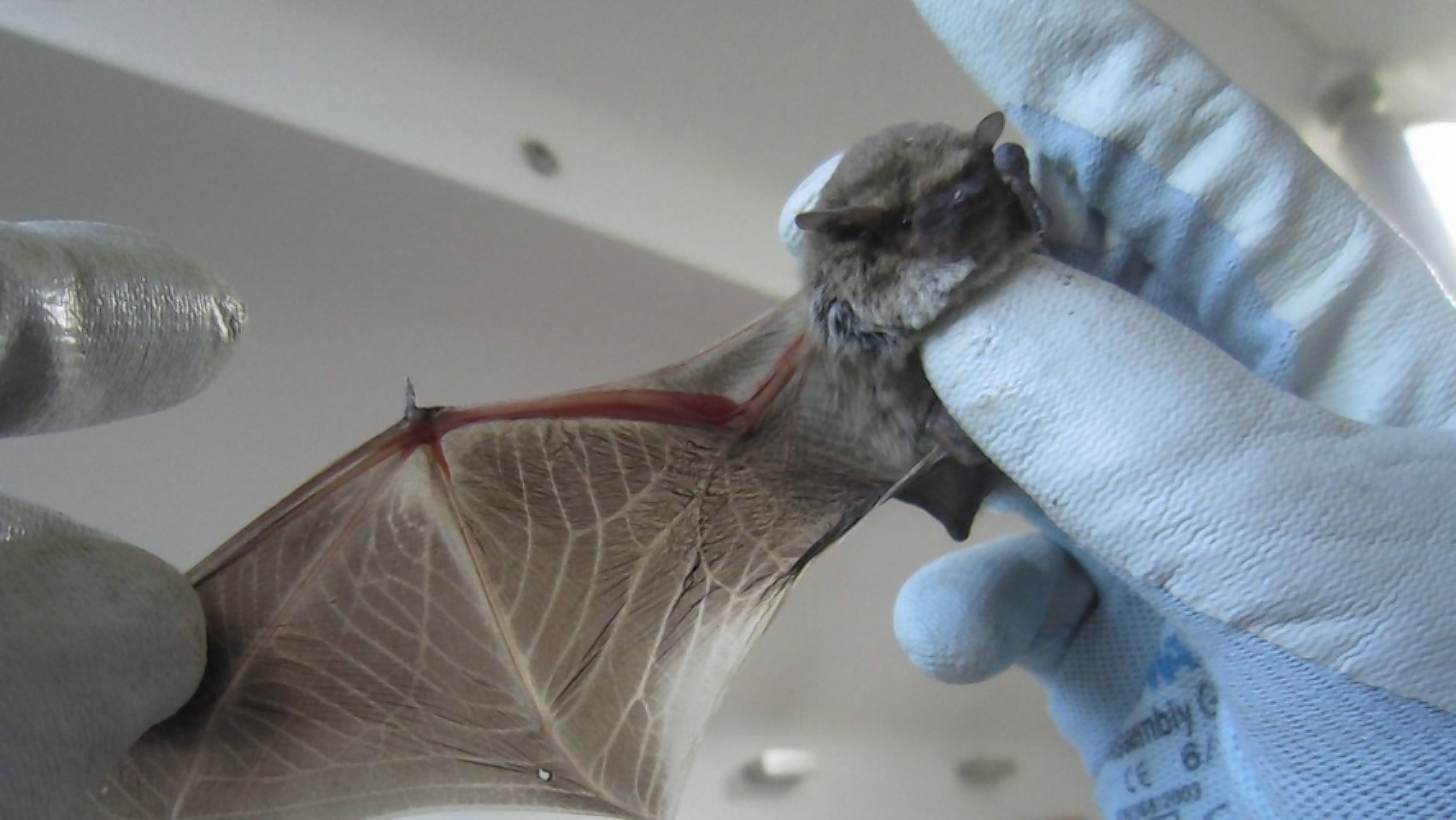 The bat made the journey from Romania to the north-east