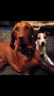 Brandy (Hungarian Vizsla) and Rosa (Parson Russle Terrier). They live with Gillian and Family in Durris.