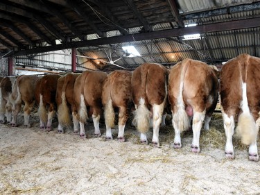 The line-up of bulls set for the sales
