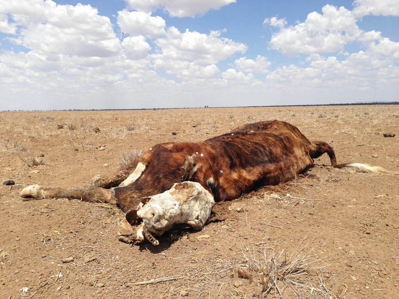 Cattle are struggling to survive the drought conditions