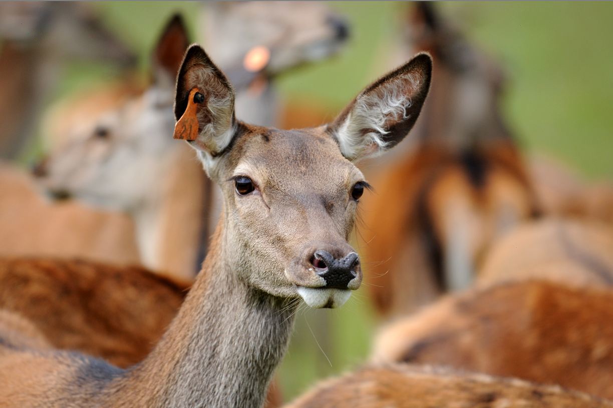 The funding is designed to help new and existing deer farmers.