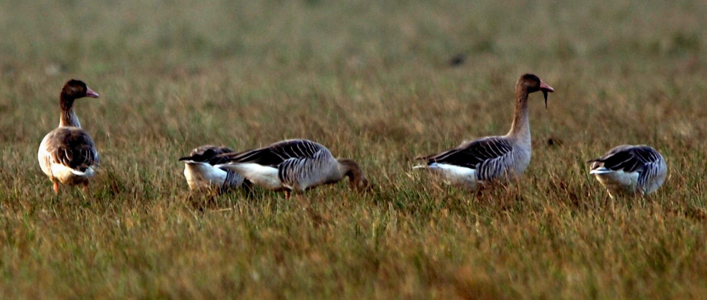 Residents have been invited to attend a meeting in Stornoway about goose management