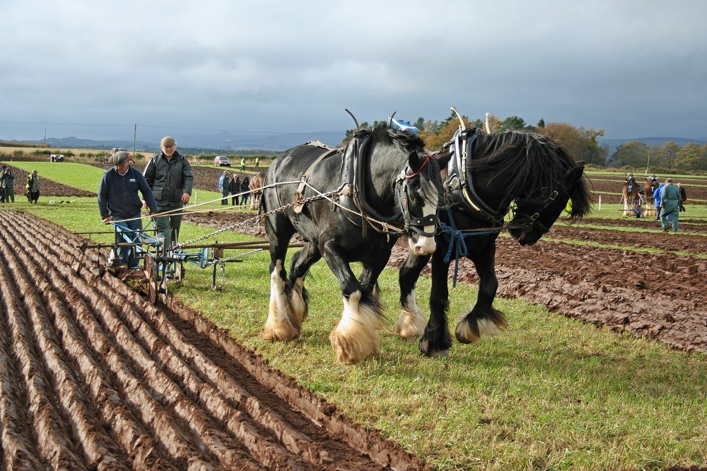 Jim Elliott with a pair of horses ploughing