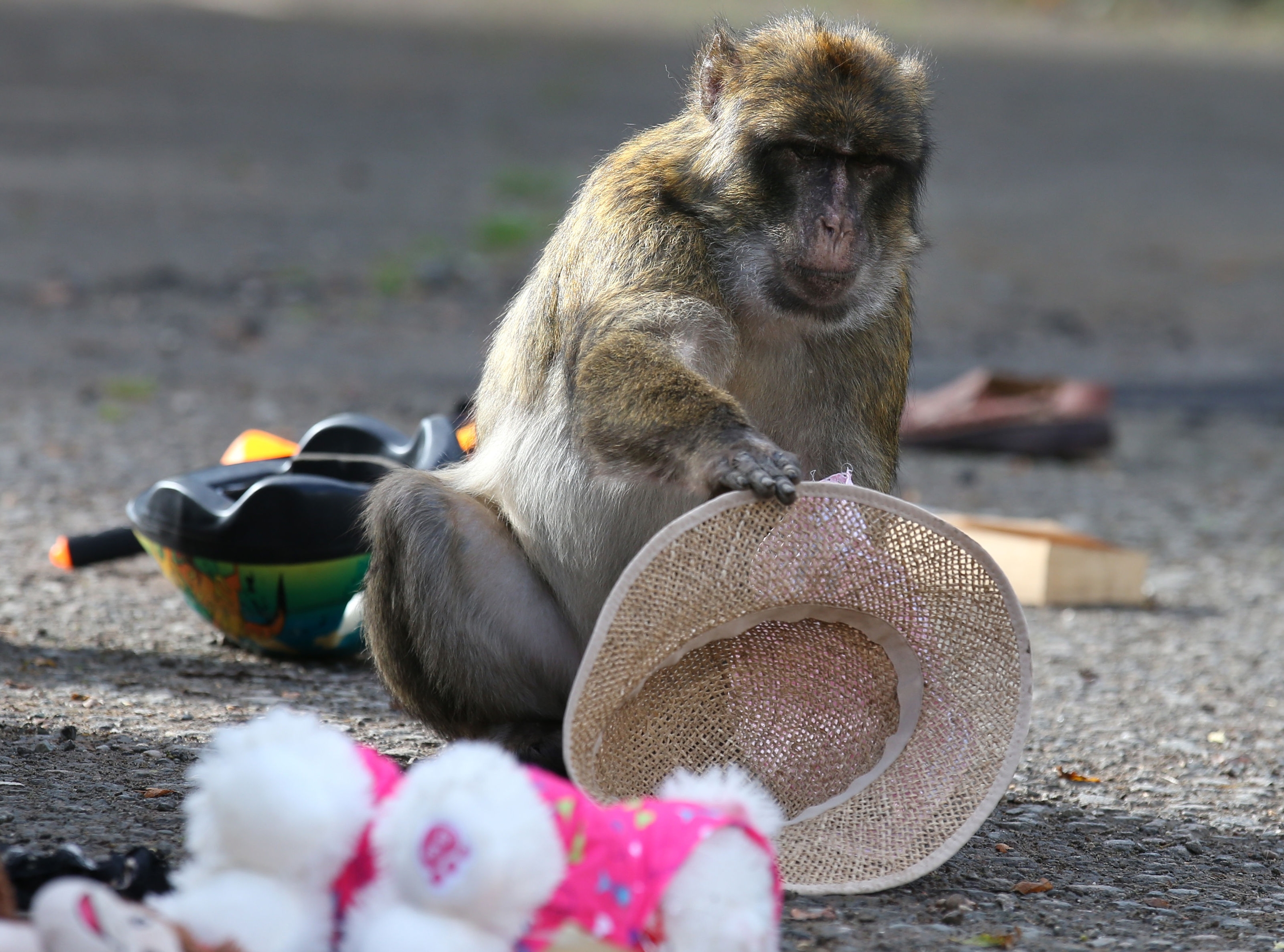 The real tragedy here is that the monkey didn't wear the hat