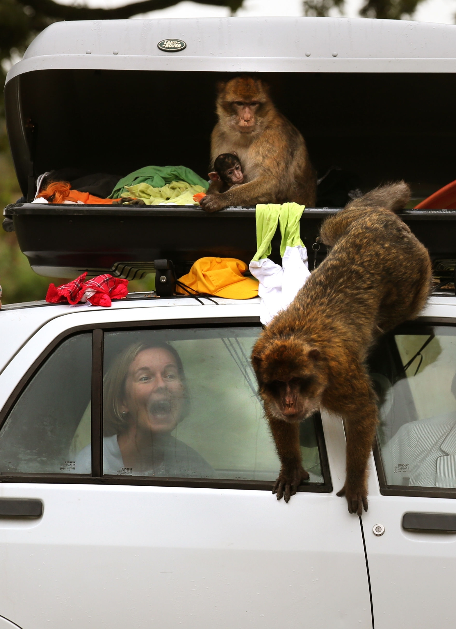 Shouting at monkeys is unlikely to deter them 