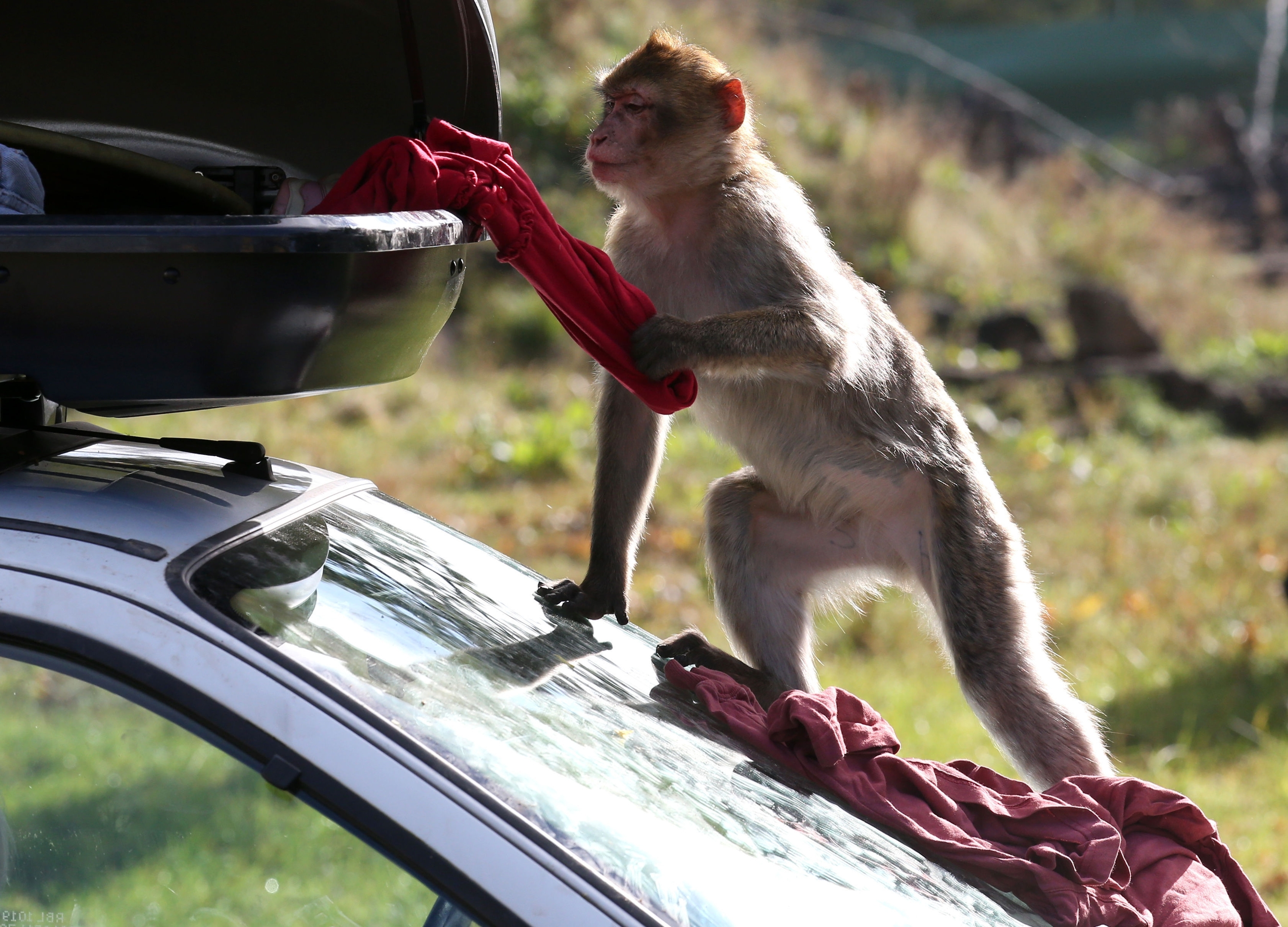 safari park monkeys wreck car