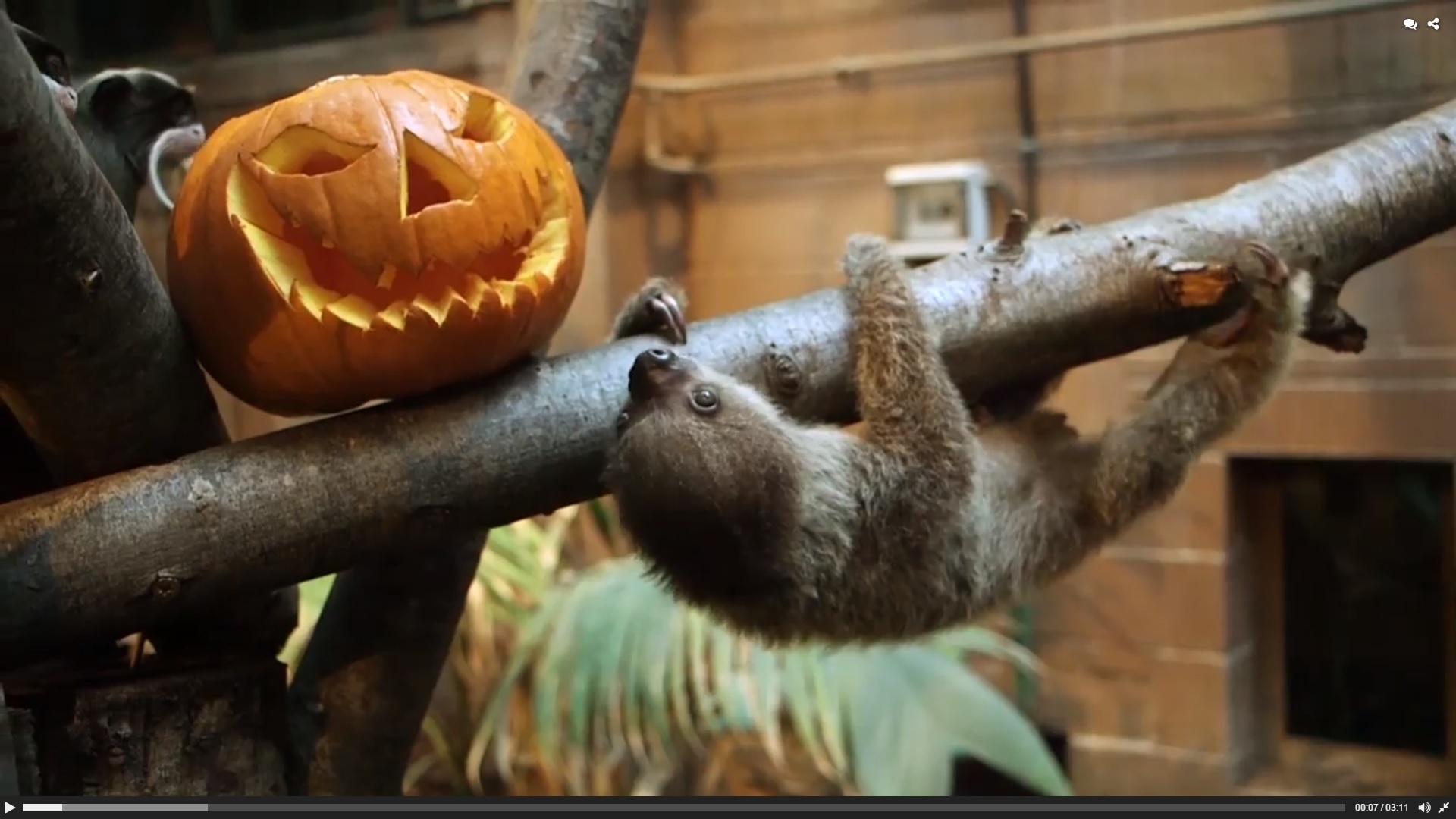 Monkey Sloth Halloween