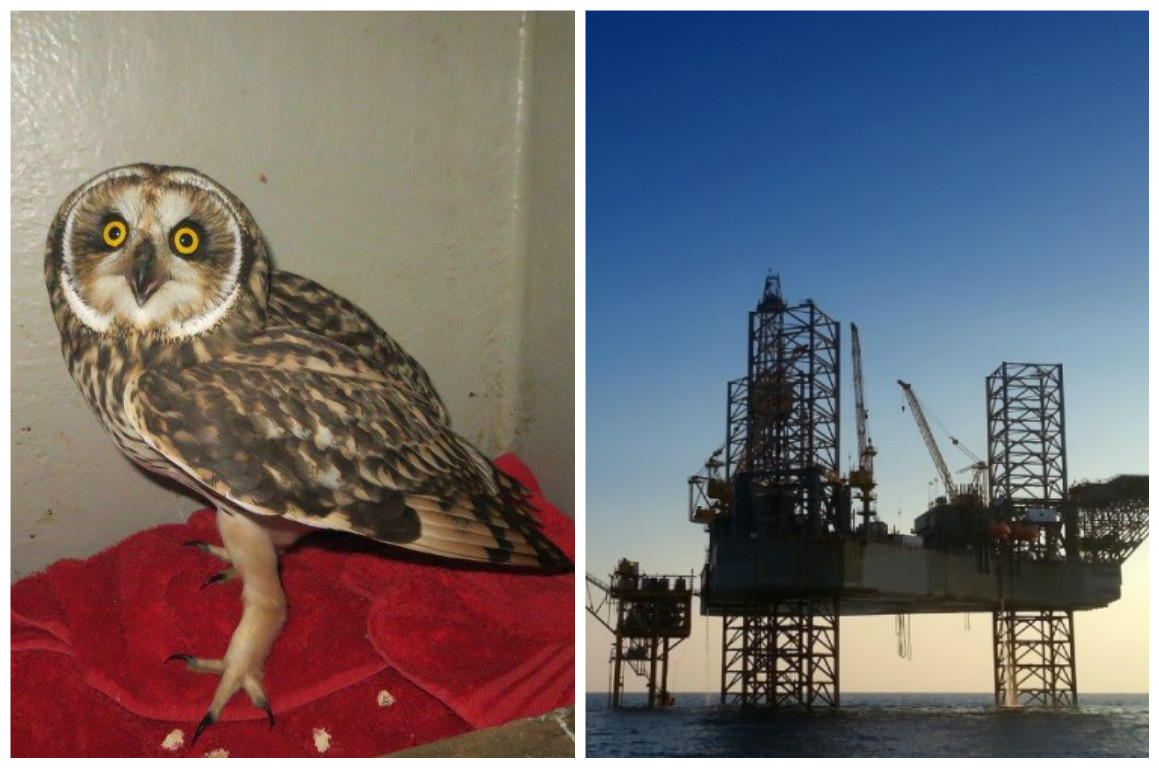 The owl was found on the North Sea platform