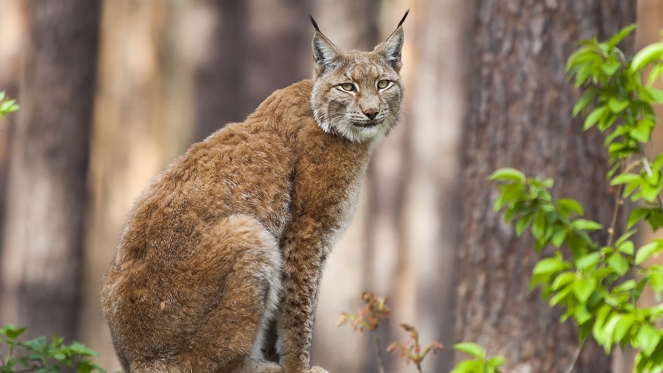 Eurasian lynx (Erwin van Maanen/PA)