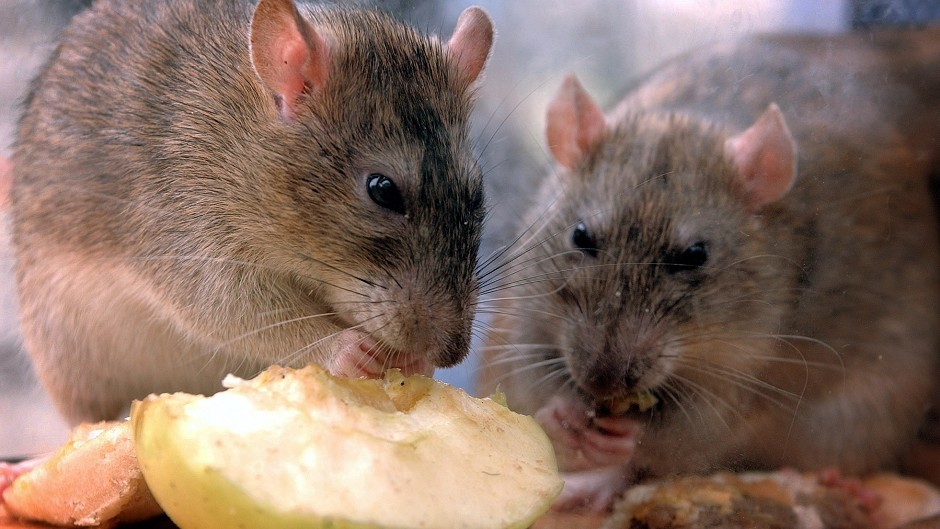 Mice were fed different diets by the team at Aberdeen University