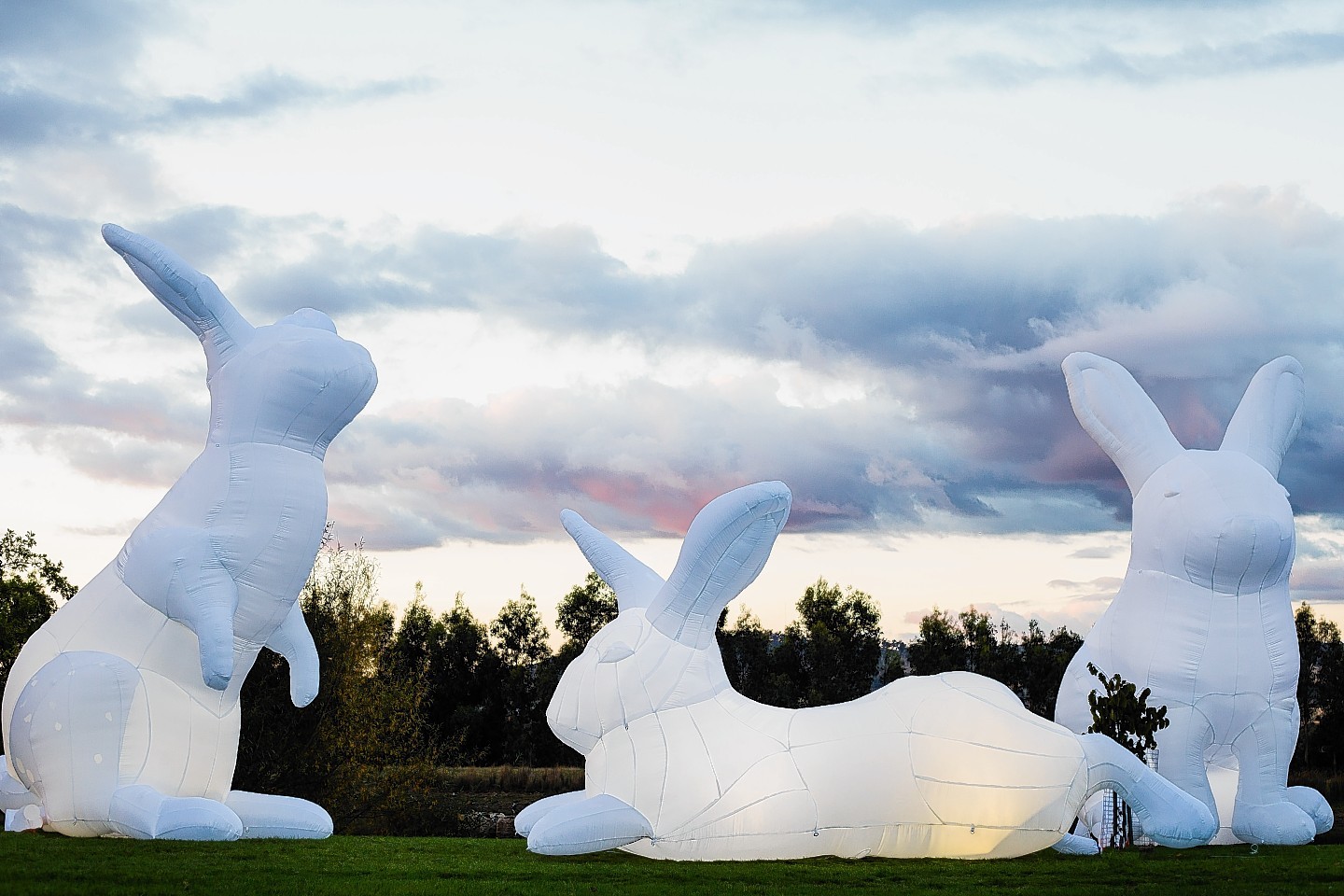 The giant rabbits heading for Aberdeen