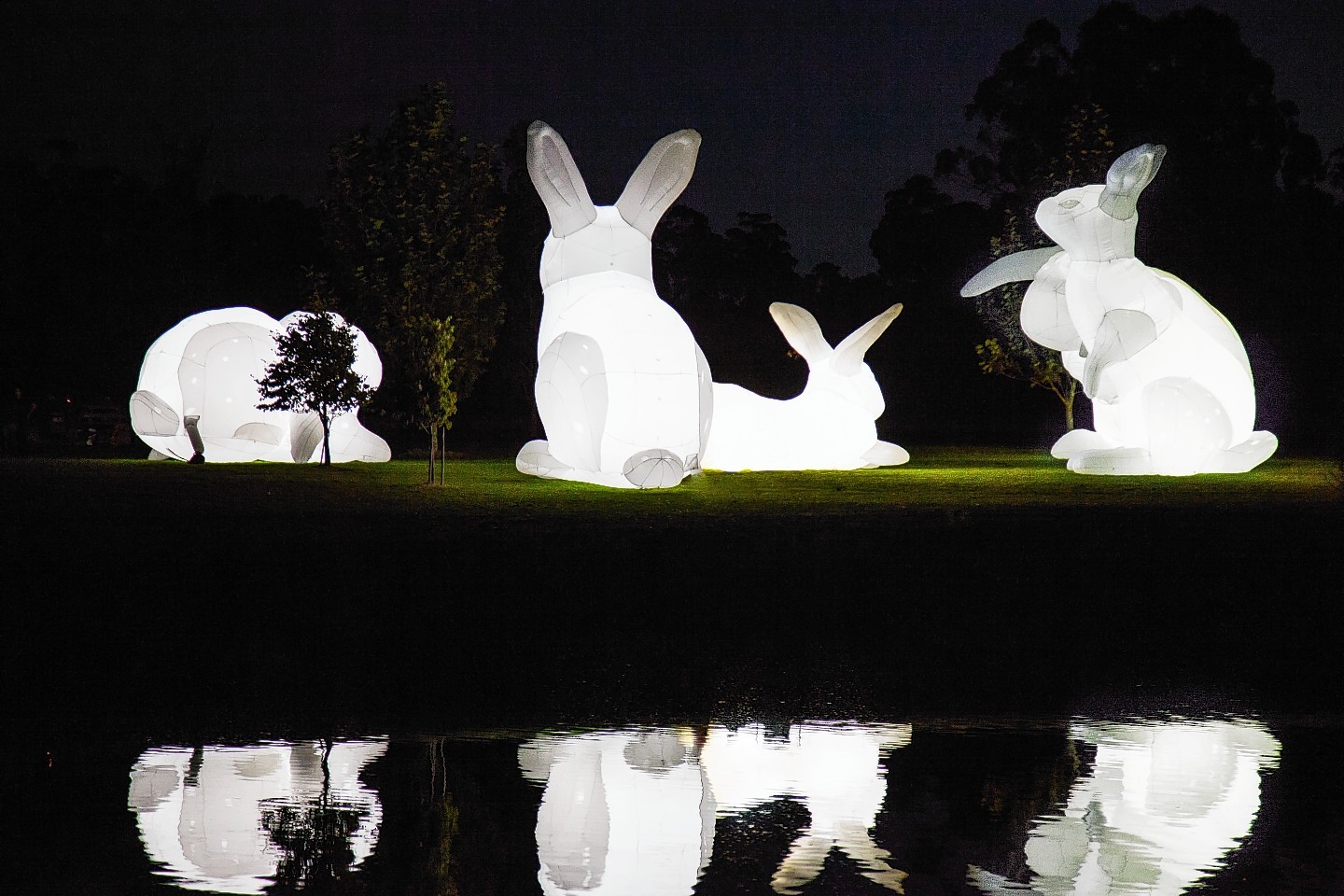The giant rabbits heading for Aberdeen 