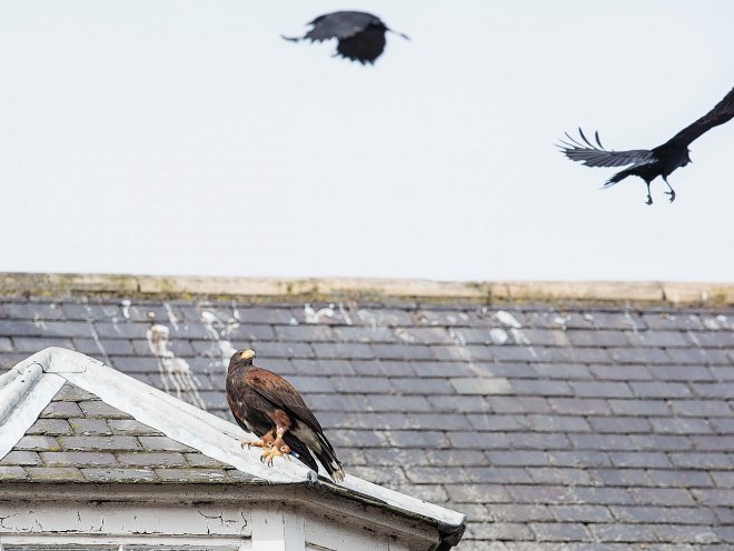 Hawks will be used to deter other birds from the site