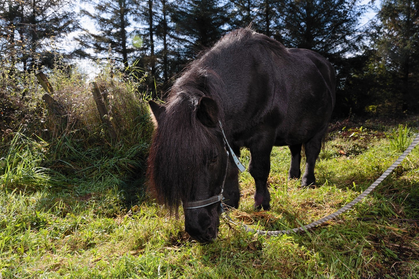 Inky the Shetland Pony, who lives at Halfpenny Farm