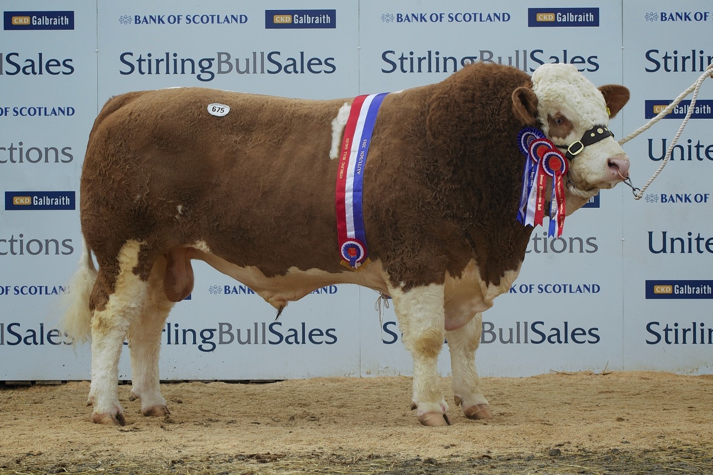 The top priced Simmental from Billy and Anne MacPherson