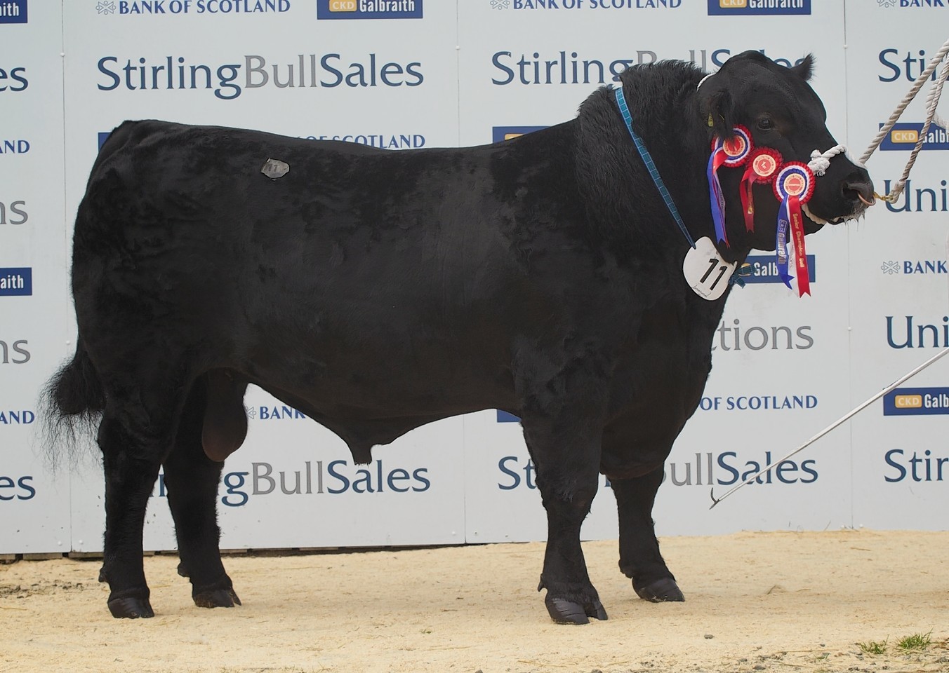 The 20,000gn Aberdeen-Angus sale topper