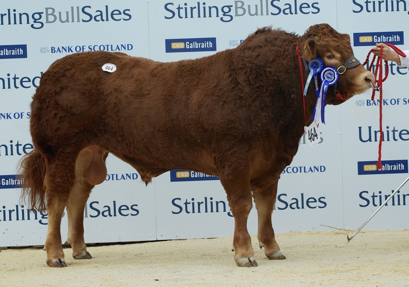 The 13,500gn Goldies Limousin bull