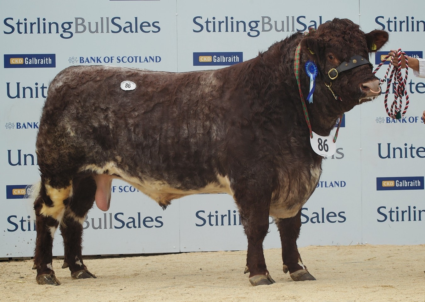 The Shorthorn bull sale topper at 5,500gn