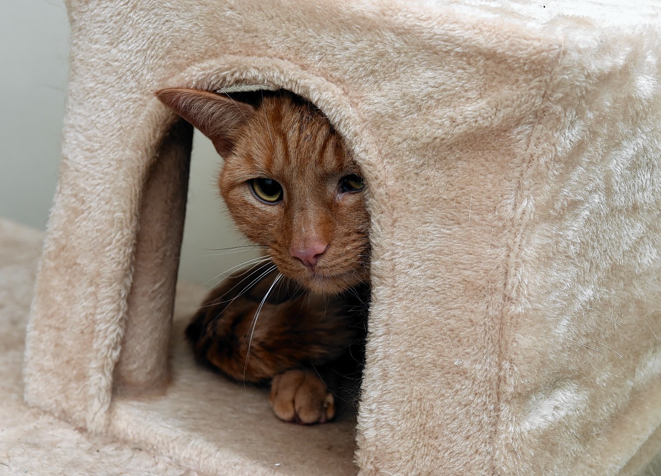 Toffee the ginger tabby cat, who got stuck atop a block of flats in Aberdeen