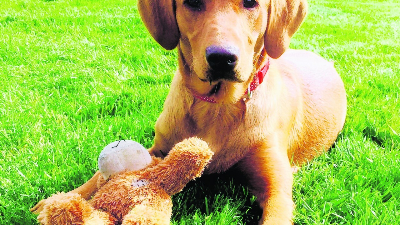 Brandy is a six month old fox red Labrador retriever who lives in Drumblade, Huntly.