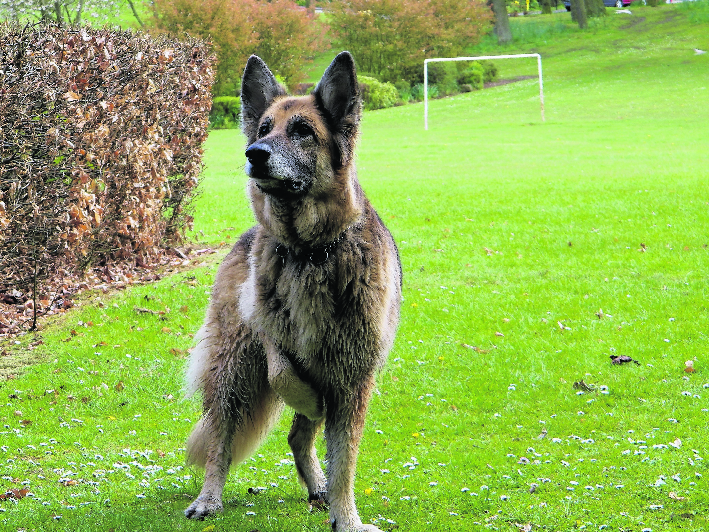 Meet Cara the 11-year -old German Shepherd who the Anderson family 
sadly lost recently.